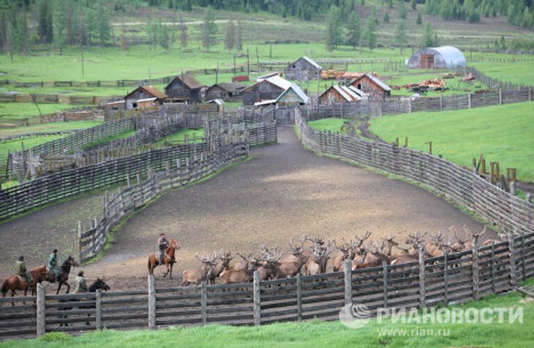 Мараловодческая ферма в республике Алтай