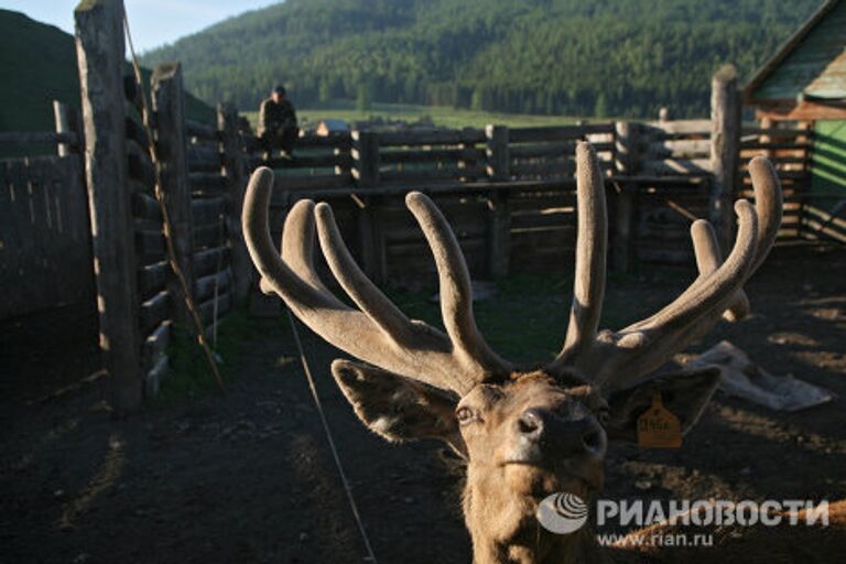 Мараловодческая ферма в республике Алтай