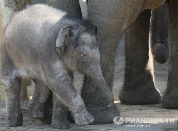 Детеныш азиатского слона во время прогулки в Московском зоопарке