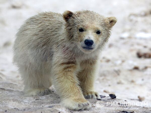 В Московском зоопарке белые медвежата впервые вышли на прогулку