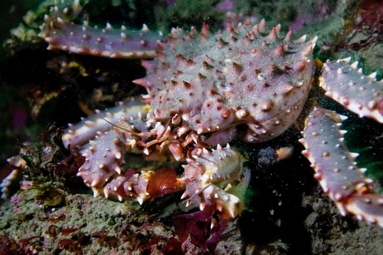 Камчатский краб