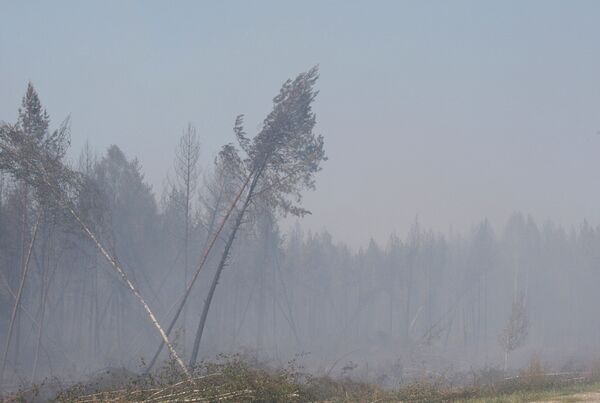 Пожар в лесах Марий Эл