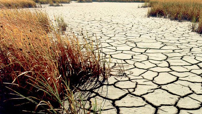 Правительство РФ за месяц подсчитает ущерб от засухи