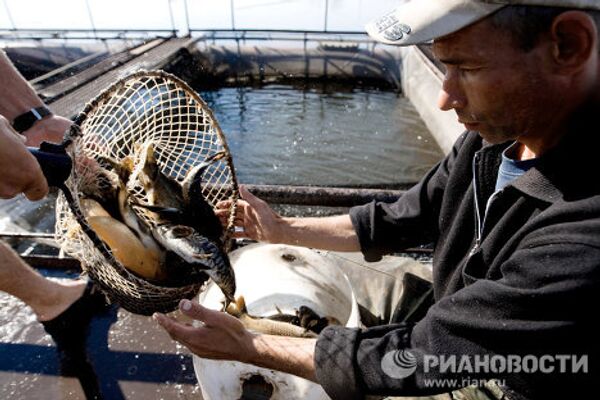 Разведение рыбы на ГУПСО Рефтинский рыбхоз