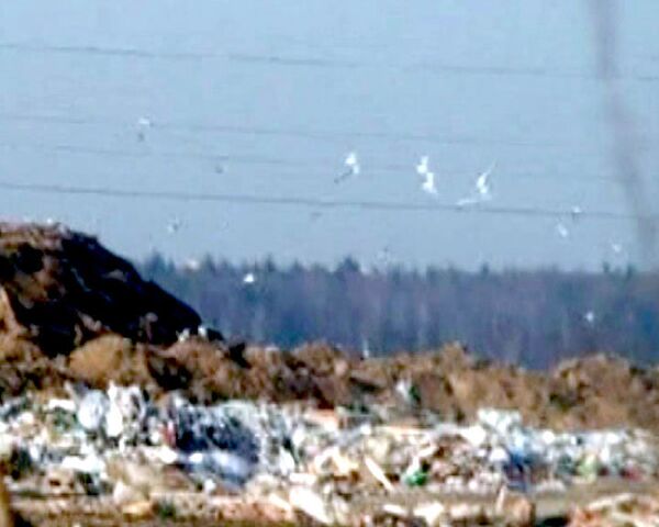 Скопление птиц на Шемякинской свалке угрожает безопасности авиарейсов