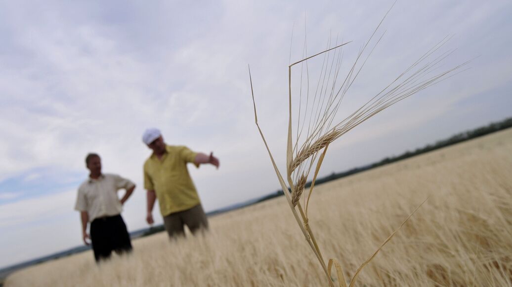 В Ростовской области ввели режим ЧС из-за состояния посевов