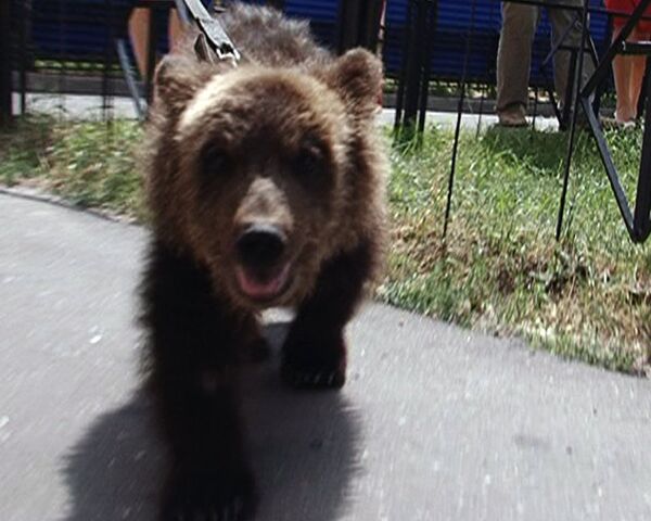 Москвичка вынуждена держать подаренного медведя на стройке