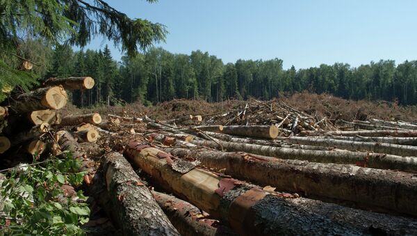 Вырубка Химкинского леса