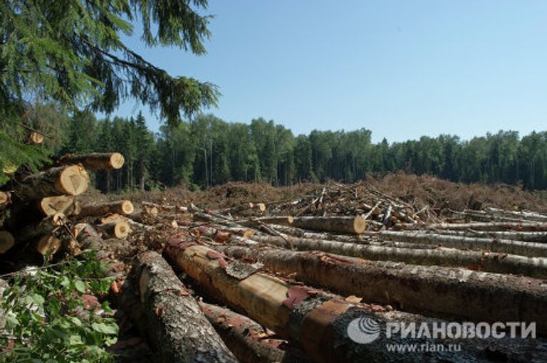 Вырубка Химкинского леса началась в районе аэропорта Шереметьево