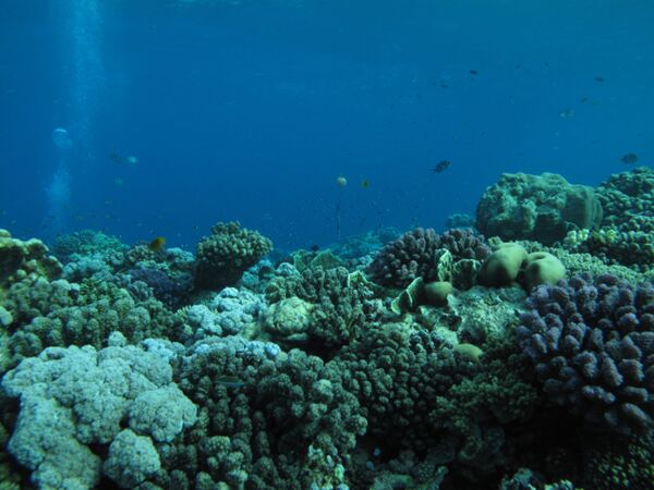 Коралловые рифы в центральной части Красного моря
