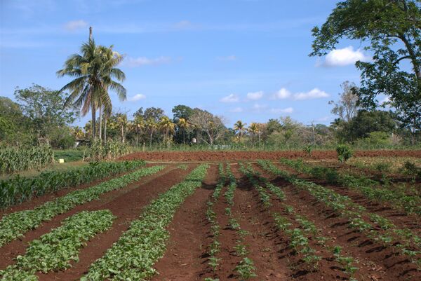 На одной из сельскохозяйственных ферм под Гаваной
