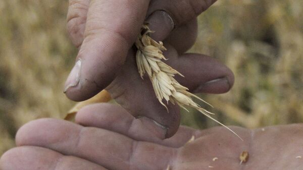 РЗС понизил прогноз урожая зерна в РФ до 81,5-85 млн тонн