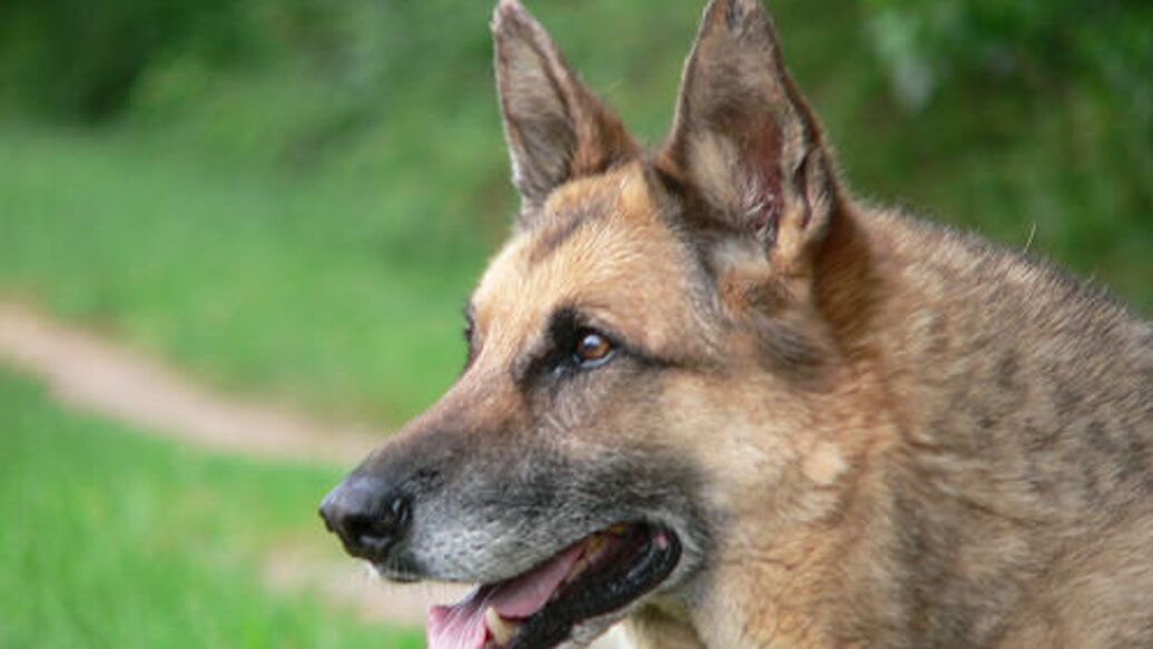 Кинолог рассказал об особенностях памяти у собак