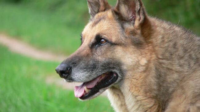 Немецкая овчарка. Архив