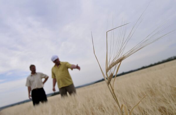 Снижение прогнозов на урожай этого года привело к долгожданному для фермеров росту цен на зерно