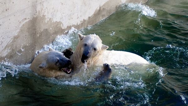 Медведь в Новосибирском зоопарке