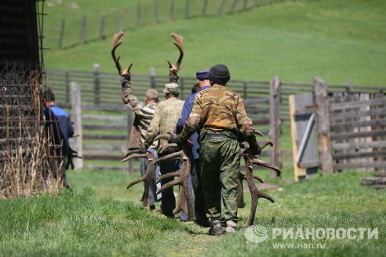 Мараловодческая ферма в республике Алтай