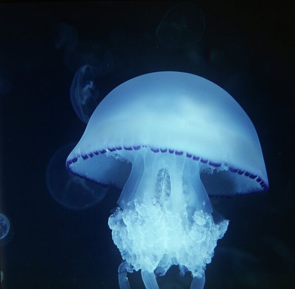 Медуза. Архив