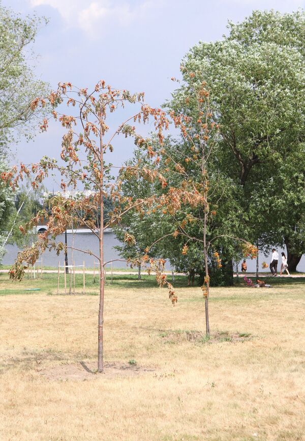 В Москве начали желтеть деревья из-за аномальной жары и недостатка влаги