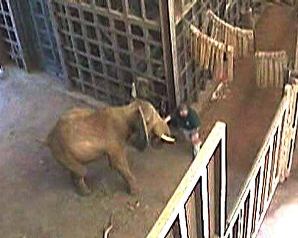 Разъяренный слон с ревом набросился на работника зоопарка