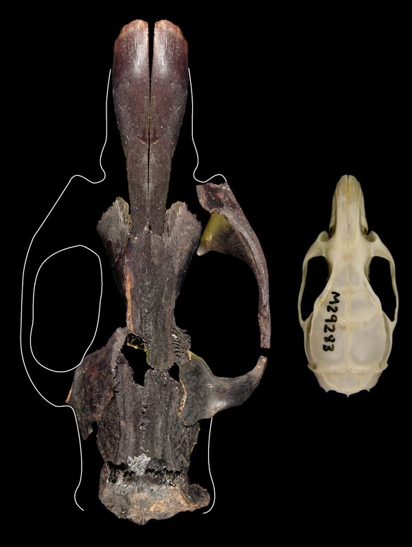 Череп ископаемой гигантской крысы в сравнении с черепом обычной черной крысы