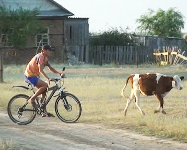 Пастухи Волгоградской области предпочитают коням велосипеды
