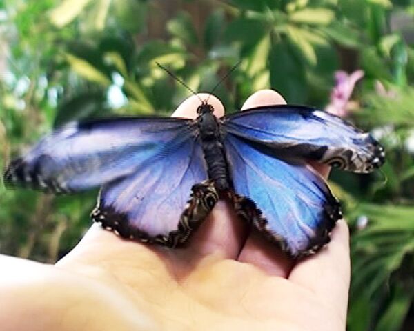 Ростовчане смогут увидеть, как рождаются тропические бабочки