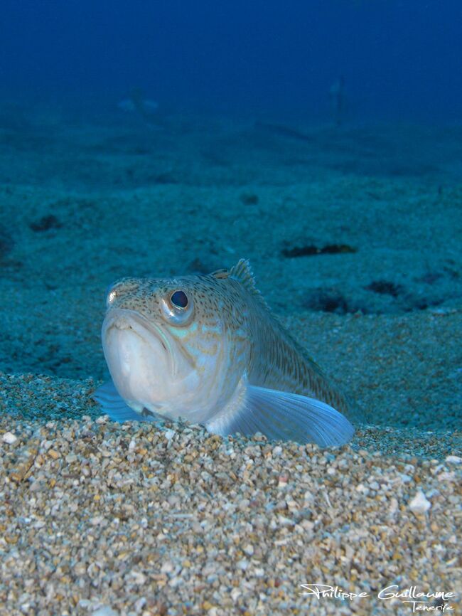 Морской дракон (Trachinus draco)