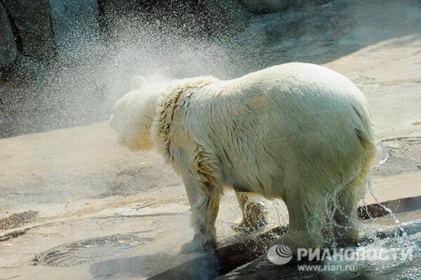 Белый медведь в Московском зоопарке.