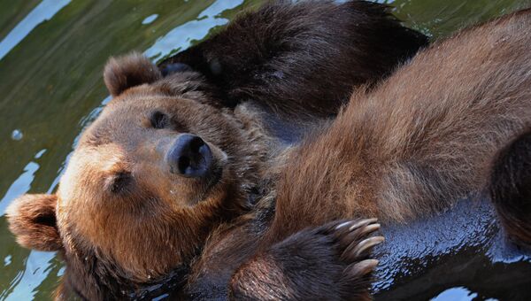 Бурый медведь в Московском зоопарке, архивное фото