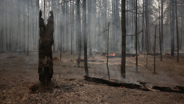 Лесные пожары в поселке Лесное под Тольятти