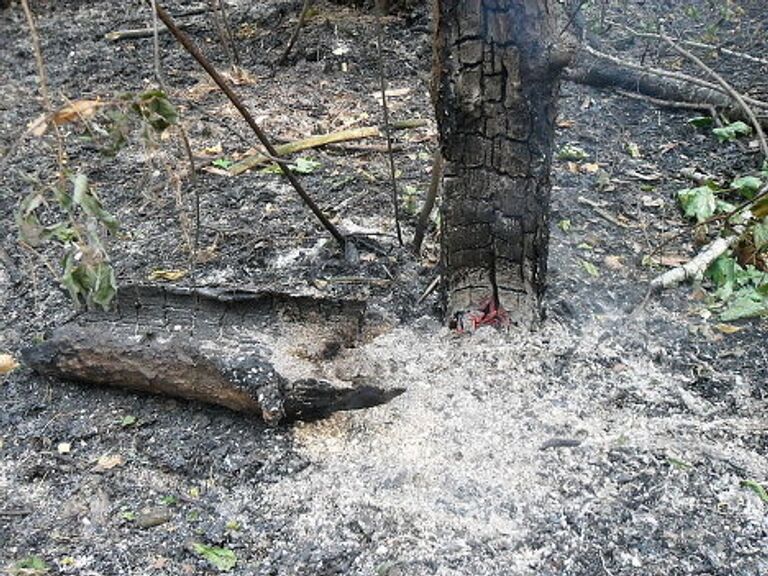 Пожар в Раменском лесу