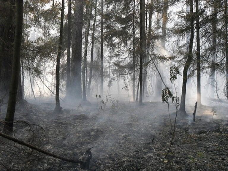 Пожар в Раменском лесу