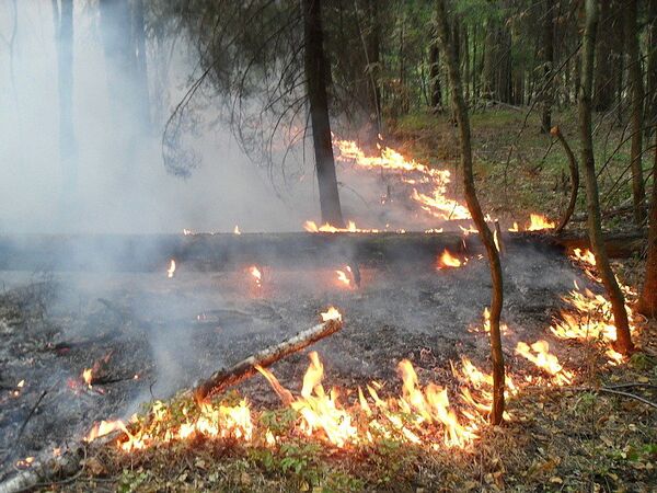 Пожар в Раменском лесу