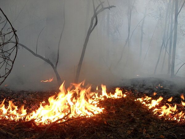 Пожар в Раменском лесу. Архив