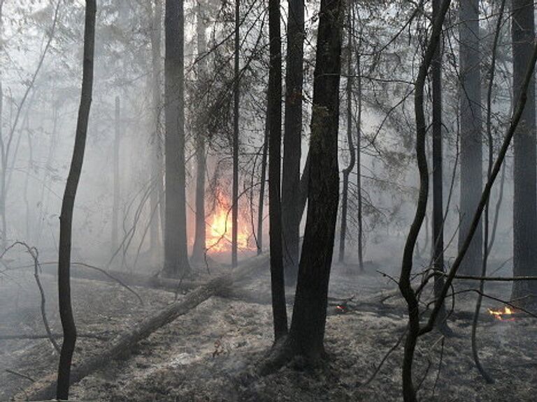 Пожар в Раменском лесу