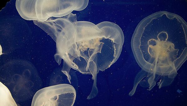 Медузы, архивное фото