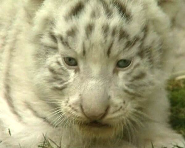 Новорожденным белым тигрятам устроили фотосессию