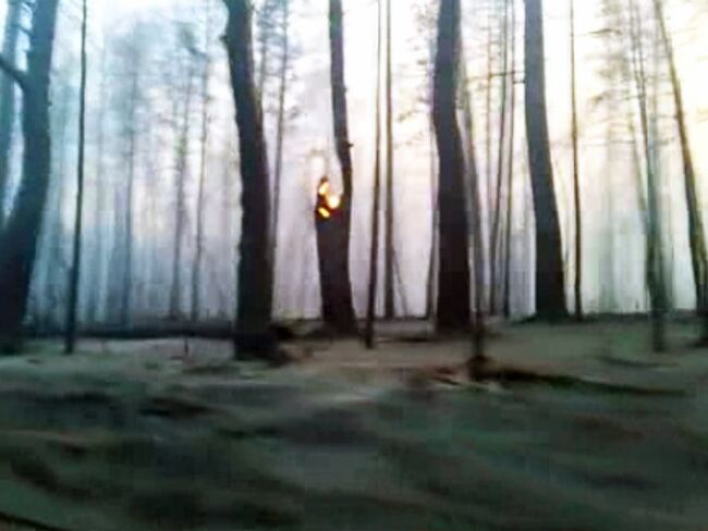 Последствия лесного пожара под Тольятти