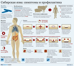 Сибирская язва: симптомы и профилактика