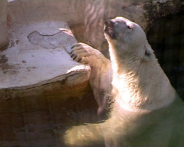 Белых медведей от московской жары спасают толстая шкура и снег 
