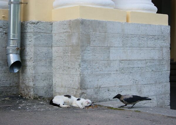 Продажа птиц Ташкент - кошки