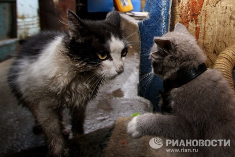 Котенок с четырьмя ушами по кличке Лунтик во Владивостоке