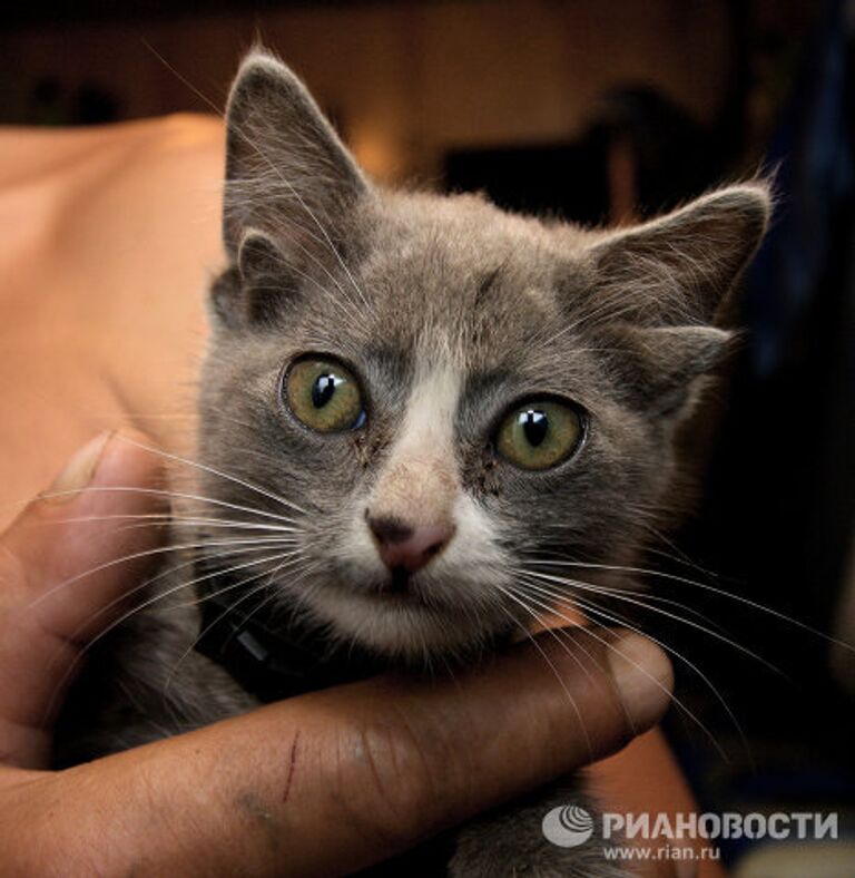 Котенок с четырьмя ушами по кличке Лунтик во Владивостоке