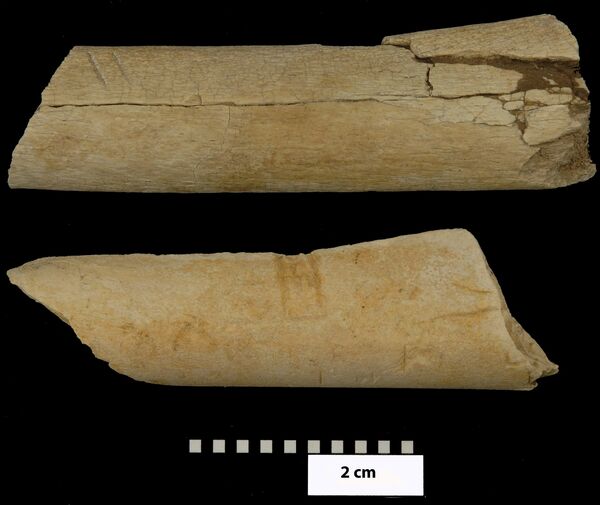 Кости с отметинами орудий труда, найденные в Эфиопии.