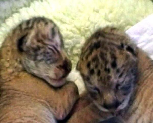 Рождение детенышей льва и тигрицы вызвало переполох на Тайване