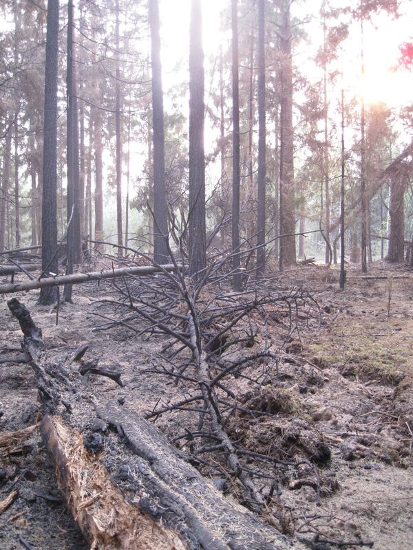 Последствия пожаров во Владимирской области