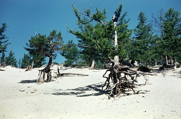 Сосны с обнаженными корнями на берегу Байкала
