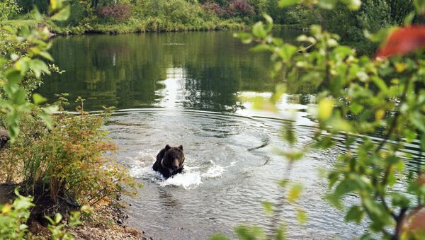 Медведь на одной из рек, впадающих в Байкал. Архив