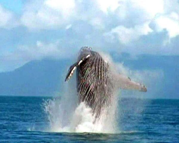 Многотонный кит прыгает над водой, чтобы покорить сердце самки